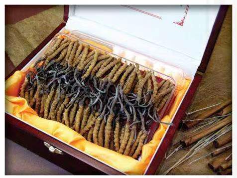 吉州冬虫夏草回收